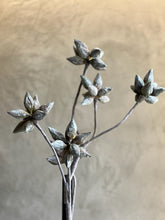 Follaje 6 Cápsulas Eva Verde