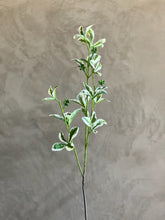 Follaje Almond Tree Branch