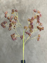 Follaje Sedum Spray Morado