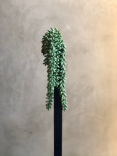 Follaje Sedum Hanging
