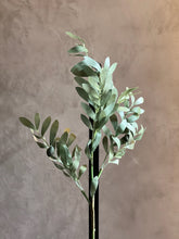 Follaje Olive Branch