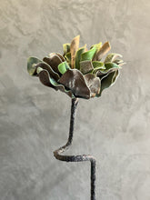 Follaje Flor Ondulada