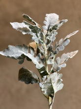 Follaje Dusty Miller