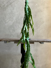 Follaje Stem Ondulado