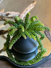 Jarrón Madera Paulownia