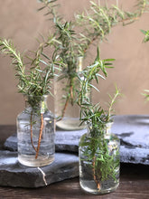 Jarrón con Tapa Jekyll