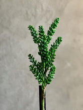 Follaje Succulent Branch