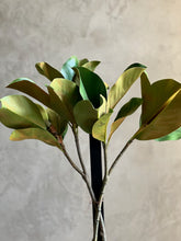 Follaje Magnolia Larga