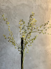 Follaje Brote Verde Obscuro