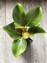 Follaje Mangonia Bud