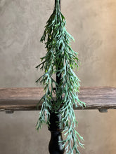 Follaje Pasto Venado