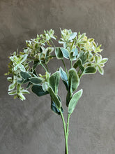 Follaje Euphorbia