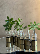 Conjunto Base Botellas