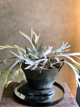 Follaje Cuerno de Alce