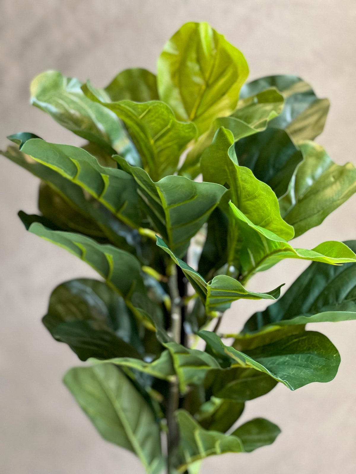 Follaje Fiddle Leaf Pnat