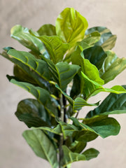Follaje Fiddle Leaf Pnat