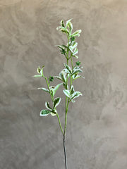 Follaje Almond Tree Branch