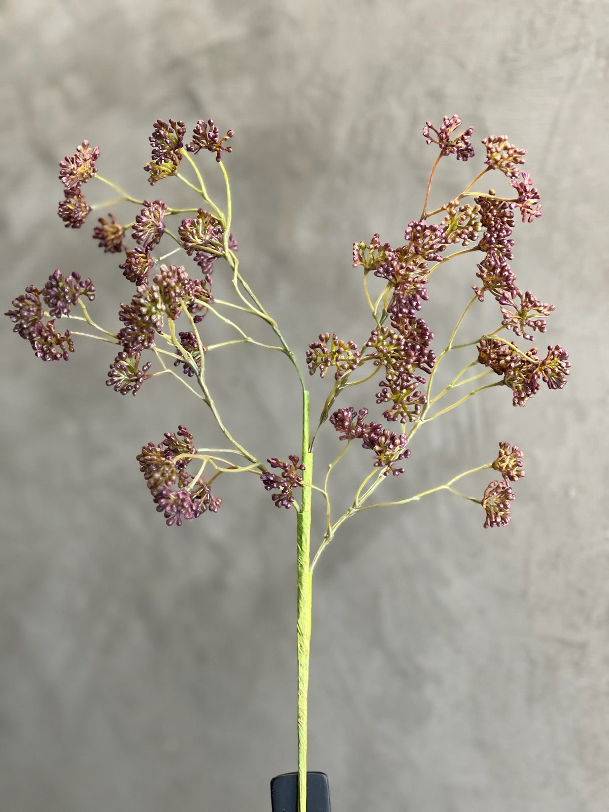 Follaje Sedum Spray Morado