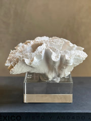 Coral en Base