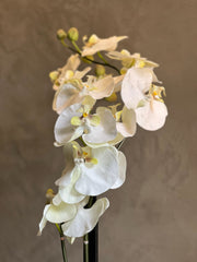 Follaje Vara Orquidea Blanca