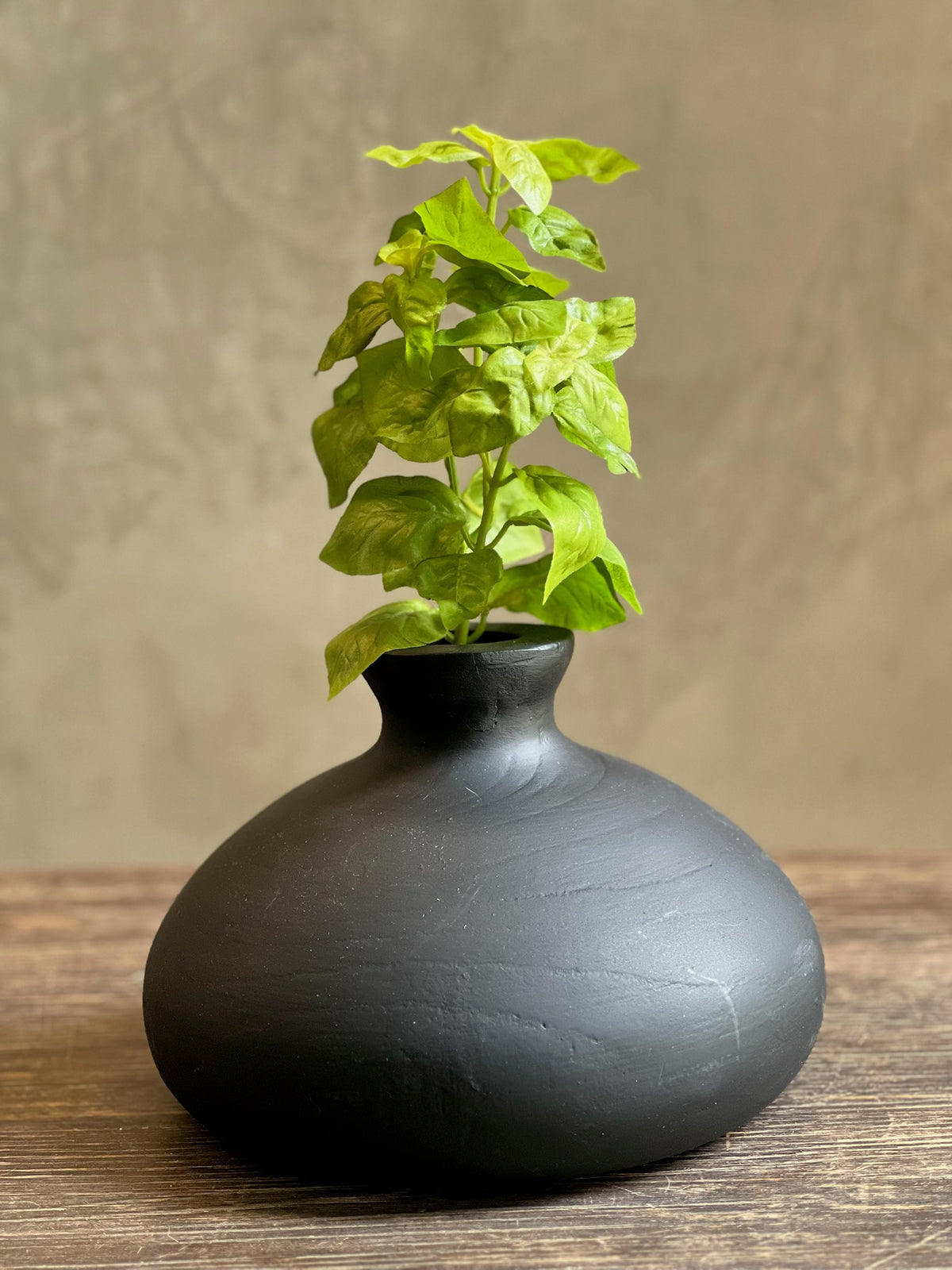 Follaje Basil Bush