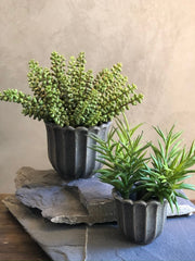 Follaje Pencil Succulent Pick