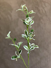 Follaje Almond Tree Branch