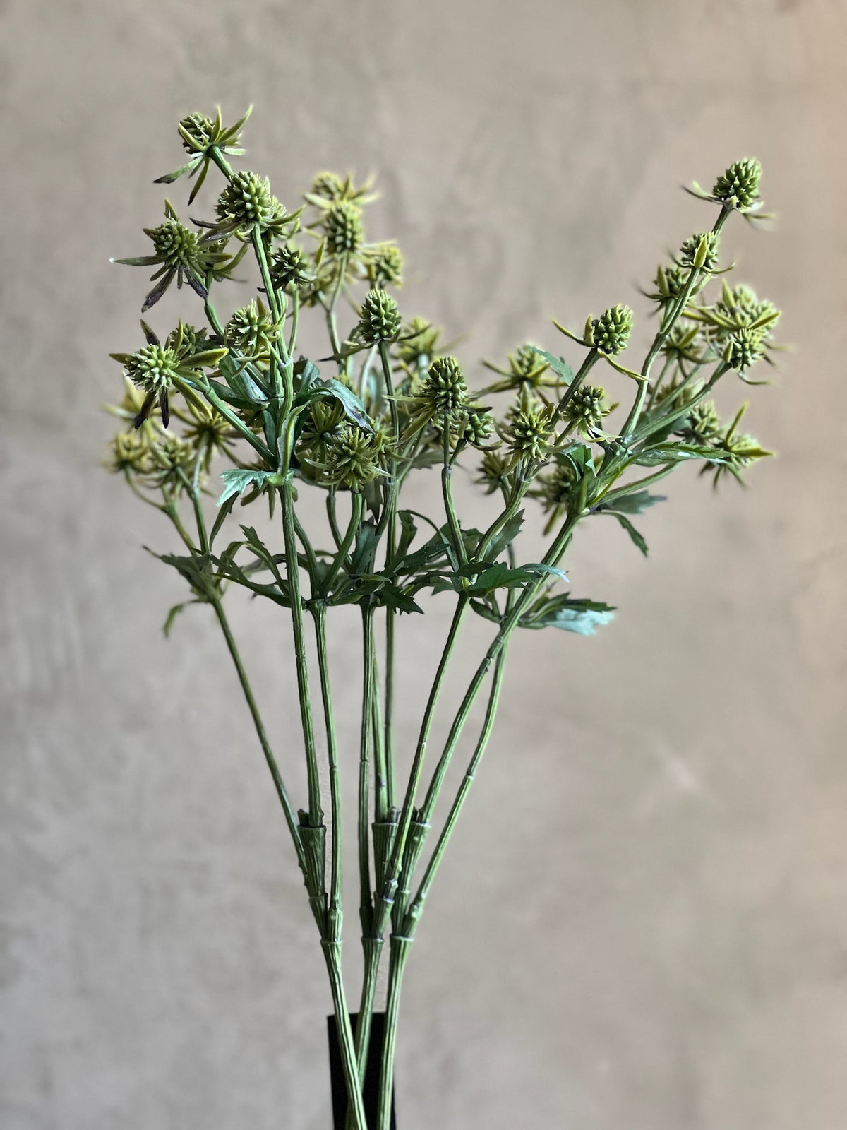 Follaje Thistle
