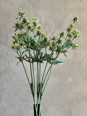 Follaje Thistle