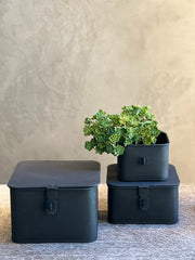 Follaje Sedum