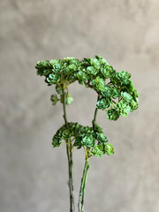 Follaje Sedum