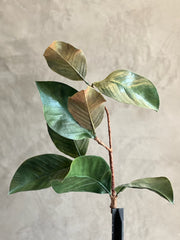 Follaje Magnolia