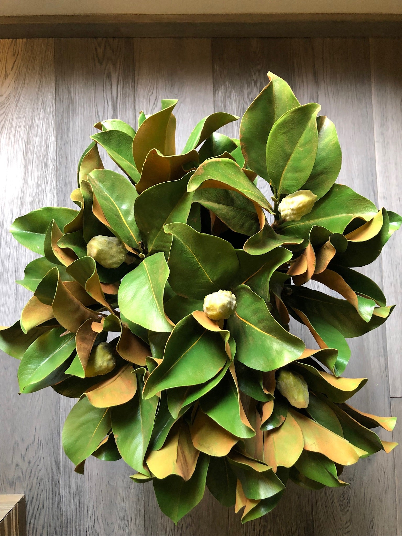 Follaje Mangonia Bud