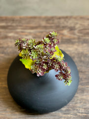 Follaje Sedum Pick Café
