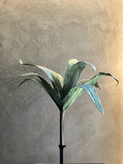 Follaje Agave Stem