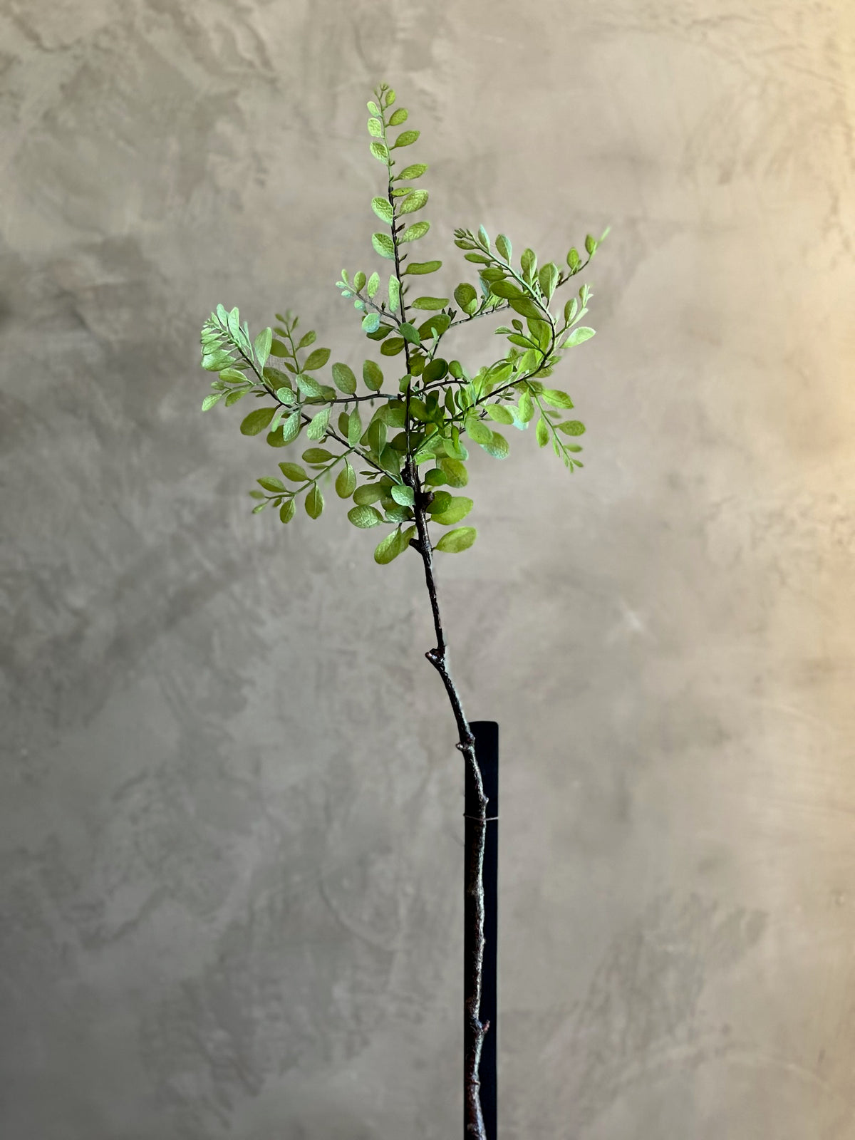 Follaje Japonica Leaf