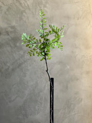 Follaje Japonica Leaf
