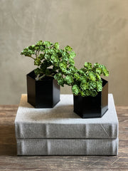 Base Hexagonal