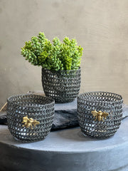 Follaje Sedum Pick