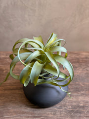 Follaje Bromelia