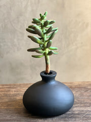 Suculenta Sedum Rosa