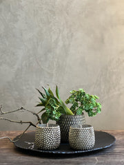 Follaje Dracena
