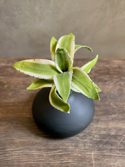 Follaje Agave Foam