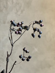 Follaje Berry Spray