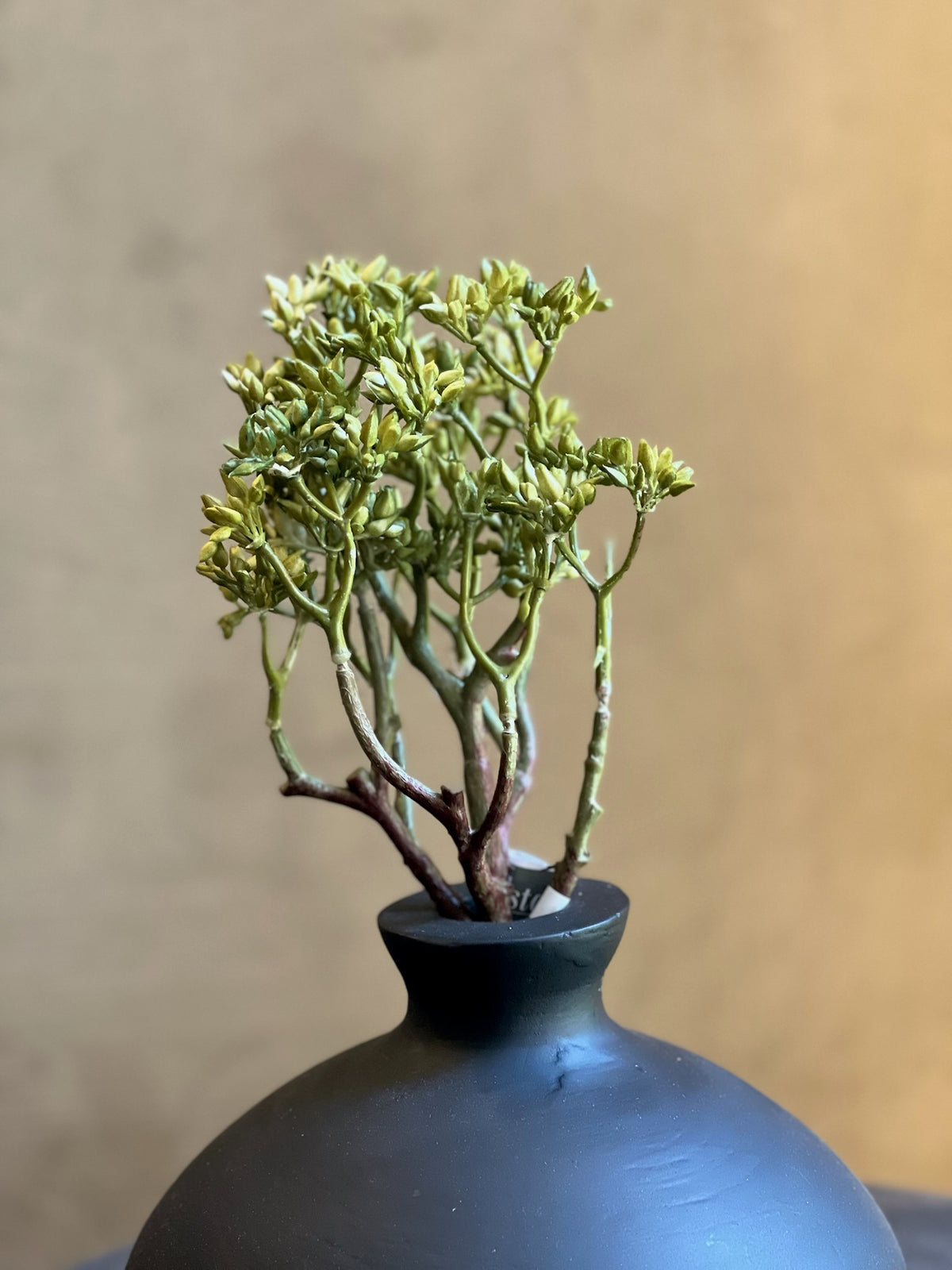 Follaje Sedum Bush