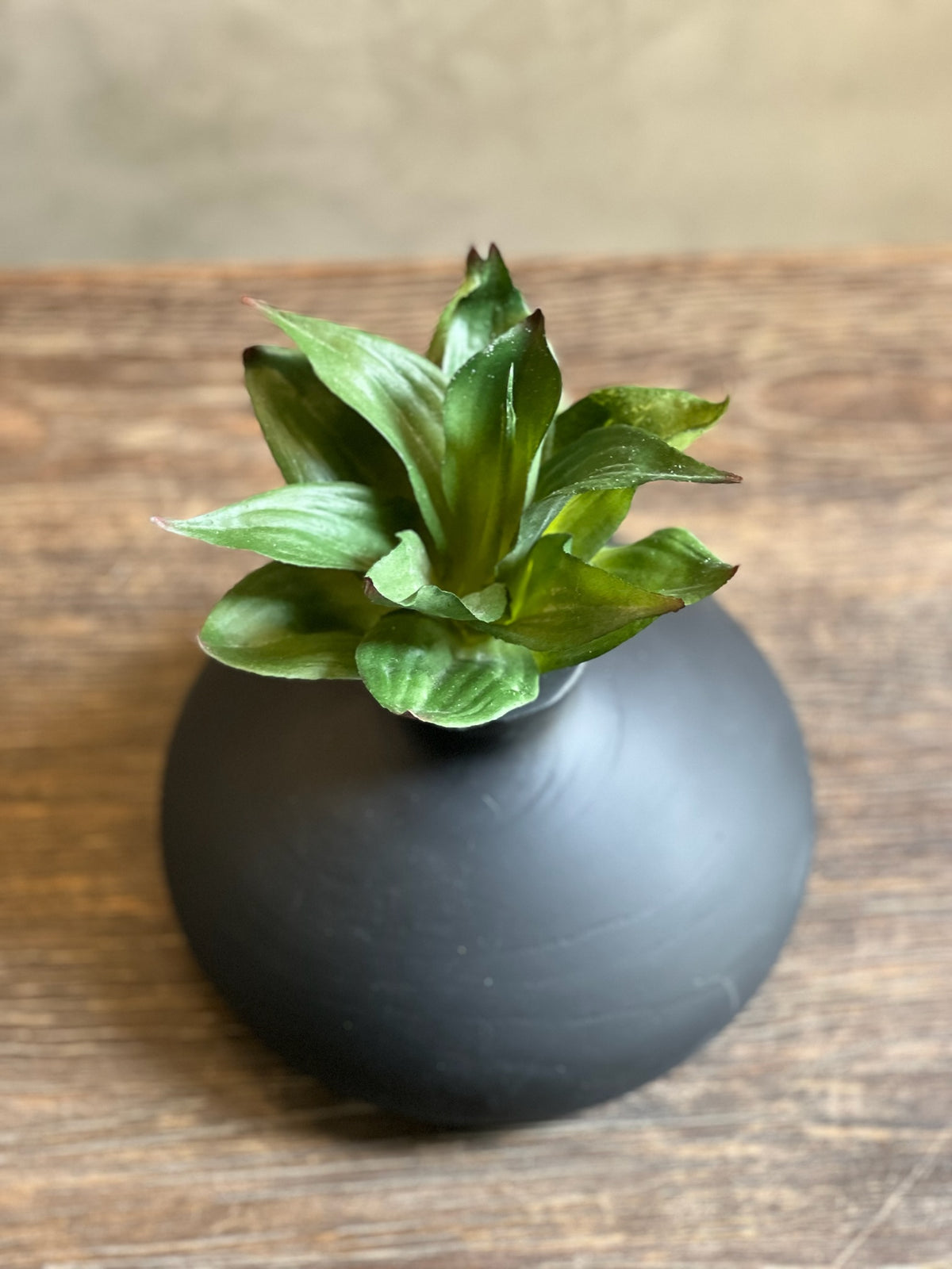 Follaje Dracena
