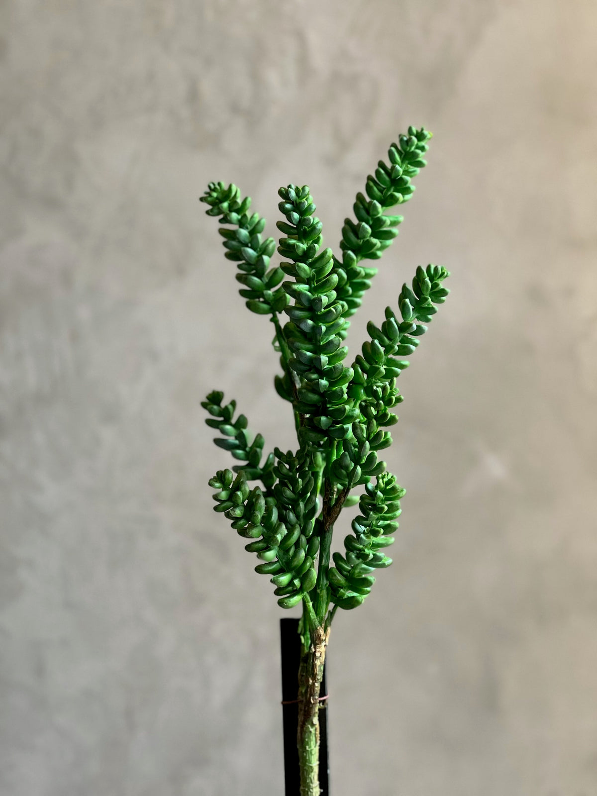 Follaje Succulent Branch