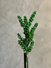 Follaje Succulent Branch