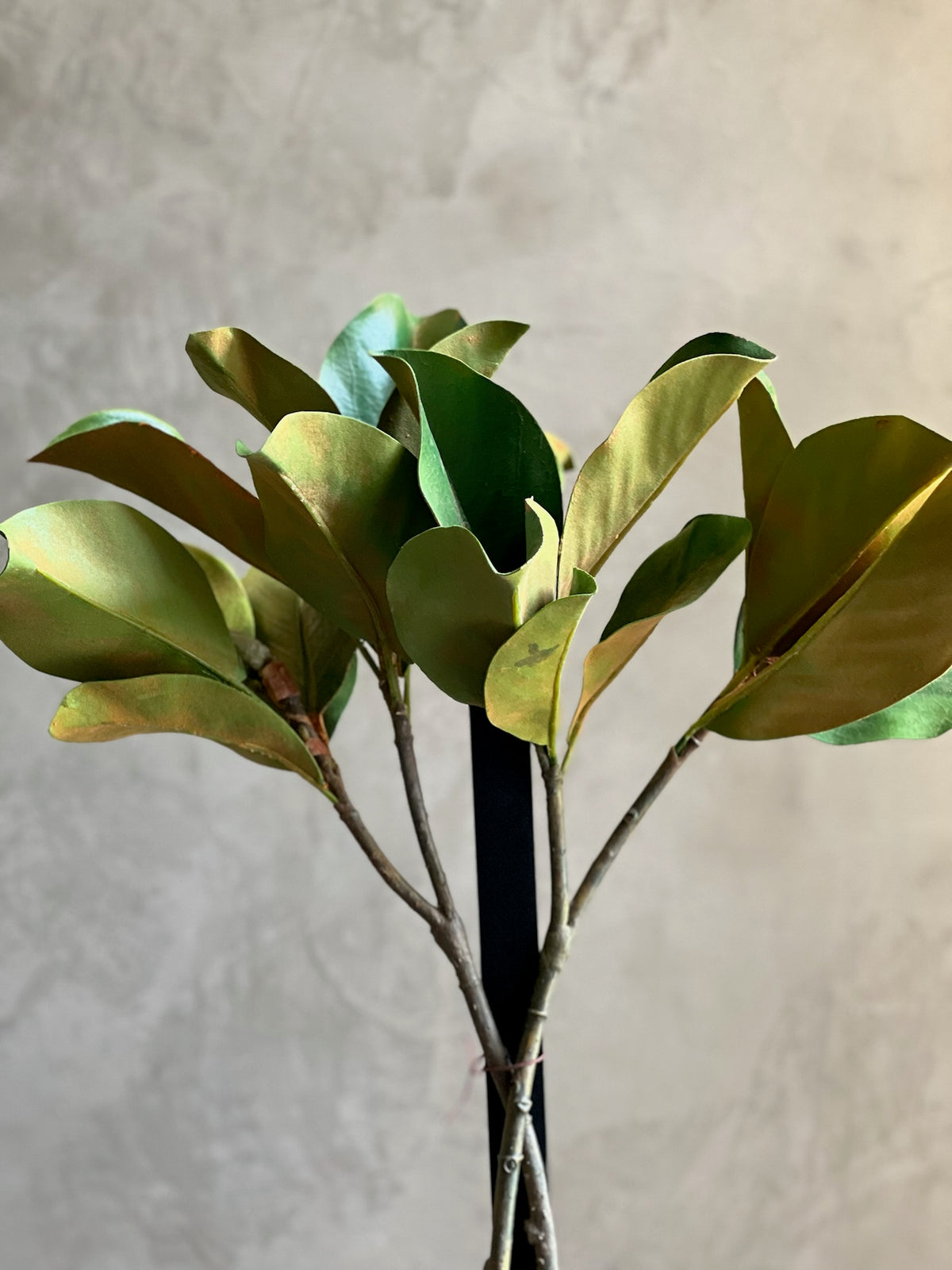 Follaje Magnolia Larga