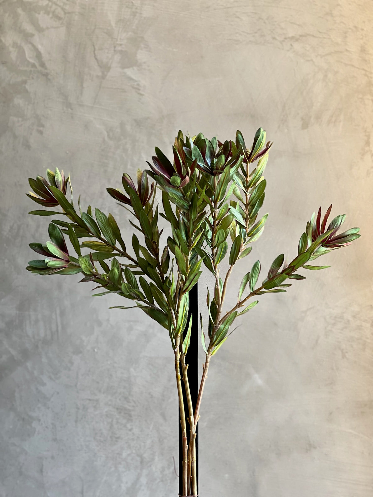 Follaje Wild Protea